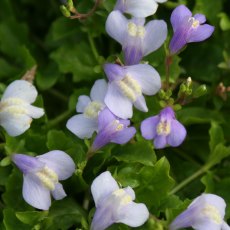 MARGINAL - Mazus reptans   1L MARGINAL - Mazus reptans   1L