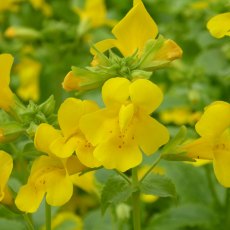 MARGINAL - Mimulus guttatus   1L MARGINAL - Mimulus guttatus   1L