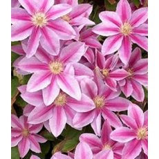 Clematis 'Dr Ruppell' 2.5L/3L Clematis 'Dr Ruppell' 2.5L/3L
