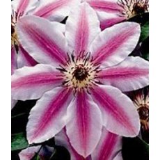 Clematis 'Nelly Moser' 2.5L/3L Clematis 'Nelly Moser' 2.5L/3L