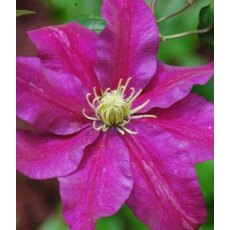 Clematis 'Sunset' 2.5L/3L Clematis 'Sunset' 2.5L/3L