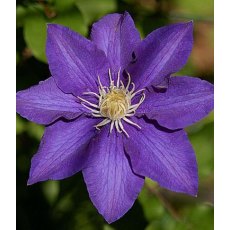 Clematis 'The President' 2.5L/3L Clematis 'The President' 2.5L/3L