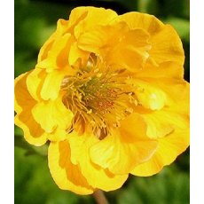 Geum 'Lady Stratheden' 2L Geum 'Lady Stratheden' 2L