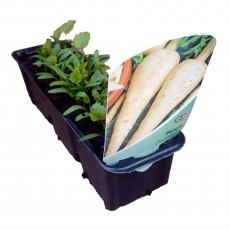 Parsnip (Duchess) STRIP Parsnip (Duchess) STRIP