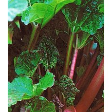 Rhubarb (Rheum) 'Timperly Early' 3L Rhubarb (Rheum) 'Timperly Early' 3L