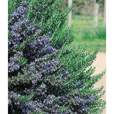 HERB Rosemary - 'Blue Lagoon' 9cm HERB Rosemary - 'Blue Lagoon' 9cm