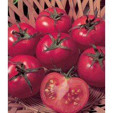 Tomato 'Ailsa Craig' 8.5cm / 9cm Tomato 'Ailsa Craig' 8.5cm / 9cm