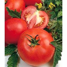 Tomato 'Alicante' 8.5cm/9cm Tomato 'Alicante' 8.5cm/9cm