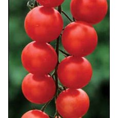 Tomato 'Gardener's Delight' 8.5cm/9cm Tomato 'Gardener's Delight' 8.5cm/9cm