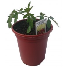Tomato 'Gardener's Delight' 8.5cm/9cm Tomato 'Gardener's Delight' 8.5cm/9cm