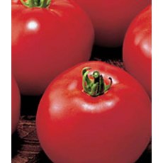 Tomato 'Money Maker' 8.5cm / 9cm Tomato 'Money Maker' 8.5cm / 9cm