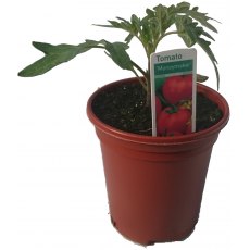 Tomato 'Money Maker' 8.5cm / 9cm Tomato 'Money Maker' 8.5cm / 9cm