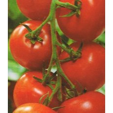 Tomato 'Shirley' F1 8.5cm / 9cm Tomato 'Shirley' F1 8.5cm / 9cm