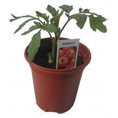 Tomato 'Shirley' F1 8.5cm / 9cm Tomato 'Shirley' F1 8.5cm / 9cm