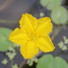 DEEP WATER - Nymphoides peltata 1L DEEP WATER - Nymphoides peltata 1L