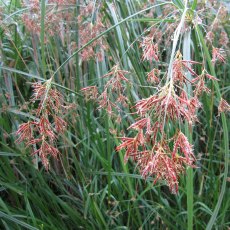 MARGINAL - Cyperus longus   1L MARGINAL - Cyperus longus   1L
