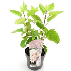 Hydrangea arborescens Candybelle ® 'Marshmallow' 3L Hydrangea arborescens Candybelle ® 'Marshmallow' 3L