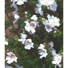 Prostranthera cuneata 2L Prostranthera cuneata 2L