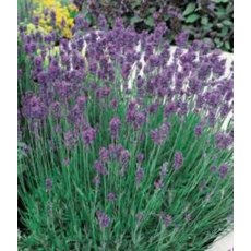 HERB Lavender - 'Munstead' 8.5/9cm HERB Lavender - 'Munstead' 8.5/9cm
