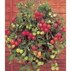 Tomato 'Tumbling Tom Red' 8.5cm/9cm Tomato 'Tumbling Tom Red' 8.5cm/9cm