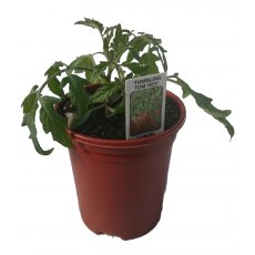 Tomato 'Tumbling Tom Red' 8.5cm/9cm Tomato 'Tumbling Tom Red' 8.5cm/9cm