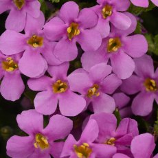 Bacopa 'Megacopa Pink' 9cm/10cm Bacopa 'Megacopa Pink' 9cm/10cm