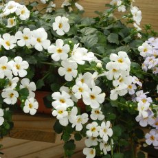 Bacopa 'Megacopa White' 9cm/10cm Bacopa 'Megacopa White' 9cm/10cm