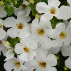 Bacopa 'Megacopa White' 9cm/10cm Bacopa 'Megacopa White' 9cm/10cm