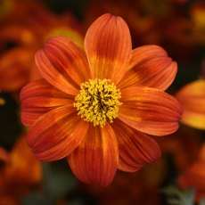 Bidens 'Bee Happy Red' 9cm/10cm Bidens 'Bee Happy Red' 9cm/10cm