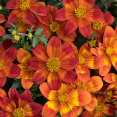 Bidens 'Bee Happy Red' 9cm/10cm Bidens 'Bee Happy Red' 9cm/10cm