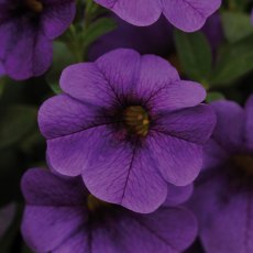 Calibrachoa 'Cabaret Dark Blue' 9cm/10cm Calibrachoa 'Cabaret Dark Blue' 9cm/10cm