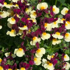 Nemesia Aroma 'Heart Of Gold' 9cm/10cm Nemesia Aroma 'Heart Of Gold' 9cm/10cm