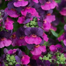 Nemesia 'Lady Lisa' 9cm/10cm Nemesia 'Lady Lisa' 9cm/10cm