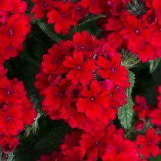 Verbena Showboat 'Dark Red' 9cm/10cm Verbena Showboat 'Dark Red' 9cm/10cm