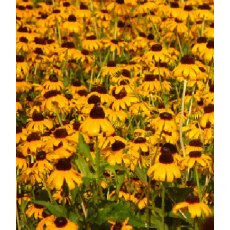 Rudbeckia fulgida var.sullivantii 'Goldsturm' 2L Rudbeckia fulgida var.sullivantii 'Goldsturm' 2L