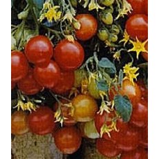 Tomato 'Tumbler' F1 8.5cm/9cm Tomato 'Tumbler' F1 8.5cm/9cm