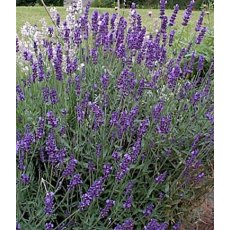 HERB Lavender - 'Vera' 8.5cm/9cm HERB Lavender - 'Vera' 8.5cm/9cm