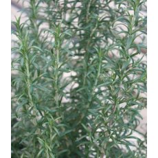 HERB Rosemary - 'Barbeque' 9cm HERB Rosemary - 'Barbeque' 9cm