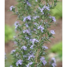 HERB Rosemary - 'Miss Jessops Upright' 8.5/9cm HERB Rosemary - 'Miss Jessops Upright' 8.5/9cm