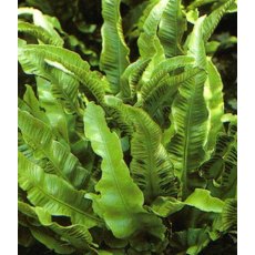 HARDY FERN Asplenium scolopendrium 2L HARDY FERN Asplenium scolopendrium 2L