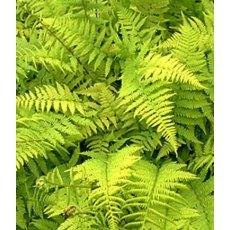 HARDY FERN Athyrium filix-femina 2L HARDY FERN Athyrium filix-femina 2L
