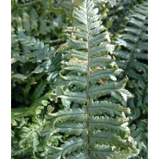 HARDY FERN Dryopteris affinis 'Cristata' 2L HARDY FERN Dryopteris affinis 'Cristata' 2L