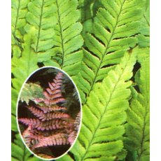 HARDY FERN Dryopteris erythrosora 2L HARDY FERN Dryopteris erythrosora 2L