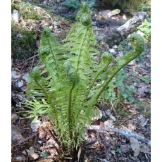 HARDY FERN Matteuccia struthiopteris 2L HARDY FERN Matteuccia struthiopteris 2L