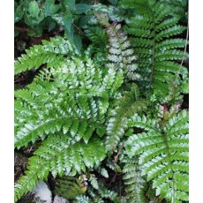 HARDY FERN Polystichum polyblepharum 2L HARDY FERN Polystichum polyblepharum 2L