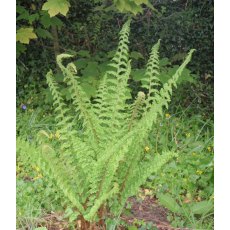 HARDY FERN Polystichum setiferum 2L HARDY FERN Polystichum setiferum 2L