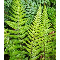HARDY FERN Polystichum tsussimense 2L HARDY FERN Polystichum tsussimense 2L