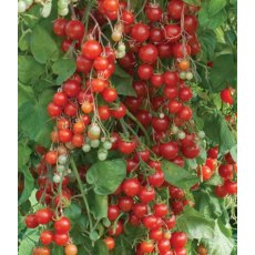 Tomato 'Sweet Million' 8.5cm/9cm Tomato 'Sweet Million' 8.5cm/9cm