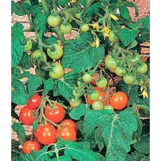 Tomato 'Totem' 8.5cm/9cm Tomato 'Totem' 8.5cm/9cm
