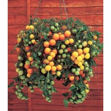 Tomato 'Tumbling Tom Yellow' 8.5cm/9cm Tomato 'Tumbling Tom Yellow' 8.5cm/9cm
